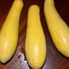 Yellow Straightneck Squash Vegetable Early Prolific 20 Seeds