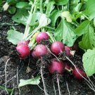 100 Seeds Cherry Belle Radish Seeds Vegetable