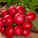 Vegetable Radish Seeds 400 Seeds Cherry Belle