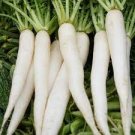 200 Seeds Vegetable White Icicle Radish Seeds