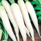 Fresh Vegetable 400 Seeds Vegetable White Icicle Radish Seeds