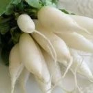 White Icicle Radish Seeds Fresh Vegetable 800 Seeds