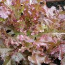 1000 Seeds Red Salad Bowl Lettuce Seeds Fresh Vegetable