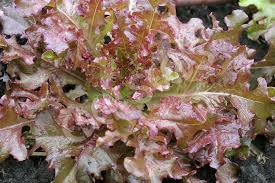 1000 Seeds Red Salad Bowl Lettuce Seeds Fresh Vegetable