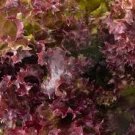 Bowl Lettuce Seeds 2000 Seeds Red Salad Fresh Vegetable