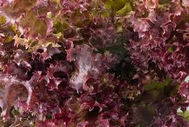 Bowl Lettuce Seeds 2000 Seeds Red Salad Fresh Vegetable