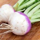 Purple Top Rutabaga Turnip Seeds Fresh 1000 Seeds Vegetable Amer