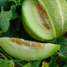 100 Seeds Fruit Ogen Melon Seeds Fruit