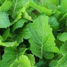 Vegetable 250 Seeds Florida Broadleaf Mustard Seeds