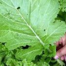 1000 Seeds Florida Broadleaf Mustard Seeds Vegetable