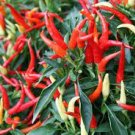 100 Seeds Hungarian Wax Hot Pepper Seeds Vegetable