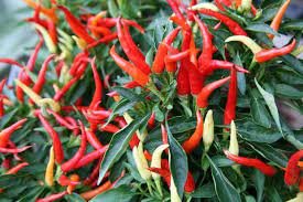 100 Seeds Hungarian Wax Hot Pepper Seeds Vegetable