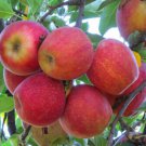 30 Seeds Apple Fruit Gala Delicious Seeds