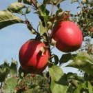 10 Seeds Apple Fruit Pinky Lady Delicious Seeds