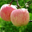 30 Seeds Apple Fruit Fuji Delicious Seeds