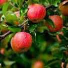 1 Dwarf Fuji Apple Tree Bare Root Plant Heavy Producer Sweet Fruit Flavor Garden Fruit