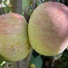 5 Fuji Apple Fruit Tree Stick Cuttings with Bud for Graft Grafting Scion Wood