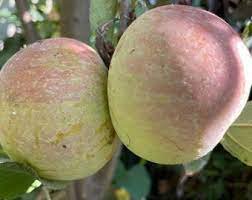 5 Fuji Apple Fruit Tree Stick Cuttings with Bud for Graft Grafting Scion Wood
