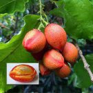 1 Peanut Butter Fruit (Bunchosia argentea) Live Plant