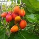Fruit Live Plant 2 Peanut Butter Fruit (Bunchosia argentea) Live Plant