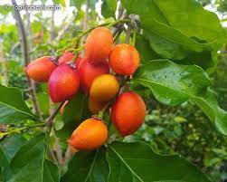 Fruit Live Plant 2 Peanut Butter Fruit (Bunchosia argentea) Live Plant