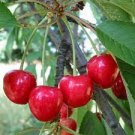 2 Cherry Tree Seedling Sweet Edible Fruit Live Plant