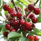 Sweet Edible Fruit Live Plant 3 Cherry Tree Seedling