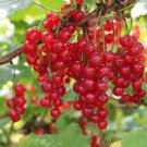 1 Gallon Size Cherry Red Currant Plant berry fruit ribes shrub Sweet Fruit Live Plant