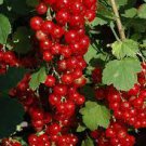 Fruit Live Plant 2 Cherry Red Currant Plant berry fruit ribes shrub Sweet