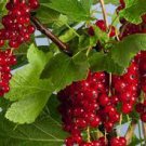 Berry Fruit Ribes Shrub Sweet Fruit Live Plant 3 Cherry Red Currant Plant