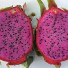 Fruit Live Plant Dragon Fruit Mature Plant Physical Graffiti 2 Cuttings