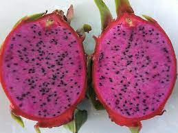 Fruit Live Plant Dragon Fruit Mature Plant Physical Graffiti 2 Cuttings