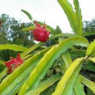 4 Cuttings Fruit Live Plant Dragon Fruit Mature Plant Physical Graffiti