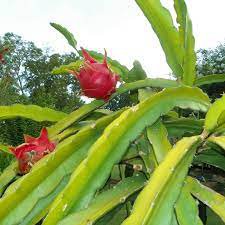 4 Cuttings Fruit Live Plant Dragon Fruit Mature Plant Physical Graffiti