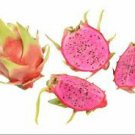 Dragon Fruit 8 Cuttings Fruit Live Plant Mature Plant Physical Graffiti