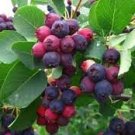 1 Fruit Live Plant Lamarkii Service berry apple flavor fruit tree Unusual shrub Hardy