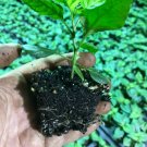 Pepper Live Plant Lot of 3 Carolina Reaper Worlds Hottest