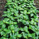 Lot of 6 Carolina Reaper Worlds Hottest Pepper Live Plant
