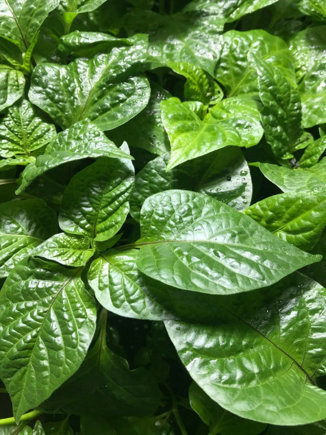 Lot of 4 Vegetable Super hot Papper LIive Plants