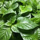 Lot of 4 Vegetable Super hot Papper LIive Plants