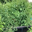 Lot of 4 Vegetable Hungaria Giant Tomato Live Plants