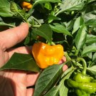 Lot of 3 Vegetable Yellow Jamaican Scotch Bonnet Super Hot Pepper Live Plants