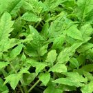 Lot of 3 Vegetable San Marzano Tomato Live Plants