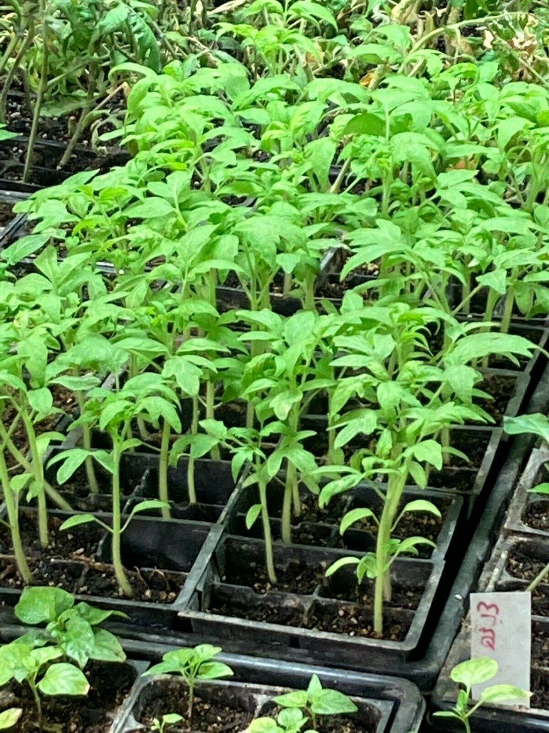 Lot of 3 Vegetable Rare Old German Tomato Live Plants