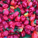 Trinidad Moruga Scorpion Lot of 3 Vegetable Super Hot Pepper Live Plants