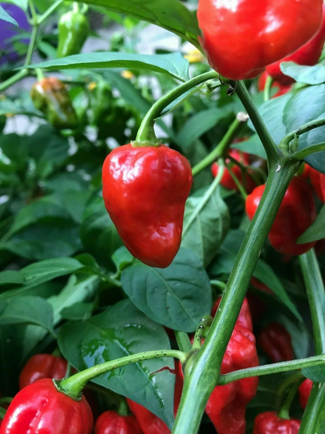 Super Hot Pepper Live Plants Lot of 6 Vegetable