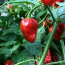 Super Hot Pepper Live Plants Lot of 6 Vegetable