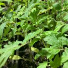 Super Ace Tomato Live Plants Lot of 3 Vegetable