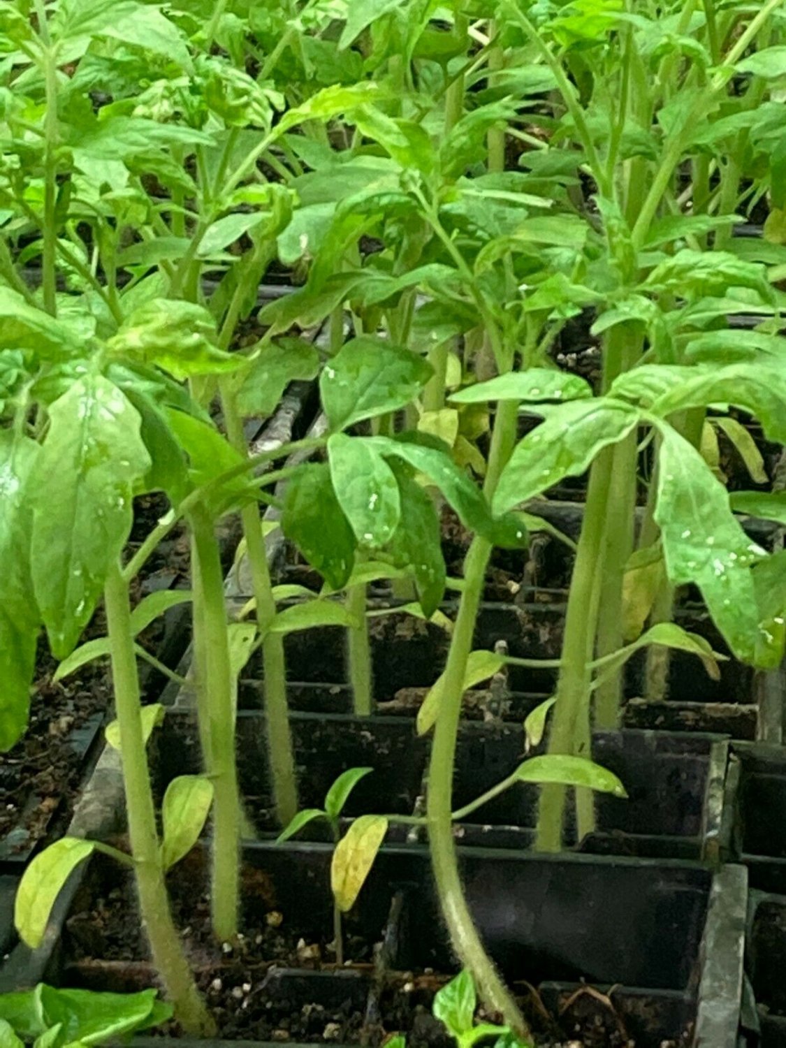 Super White Wonder Beefsteak Tomato Live Plants Lot of 3 Vegetable