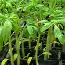 Super White Wonder Beefsteak Tomato Live Plants Lot of 3 Vegetable